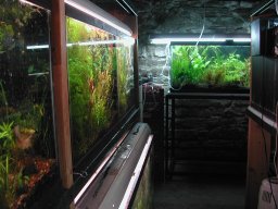aquarium plants, stems