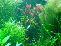 aquarium plant photo