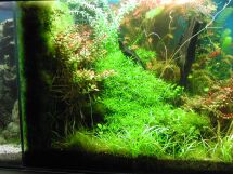 aquarium plant photo
