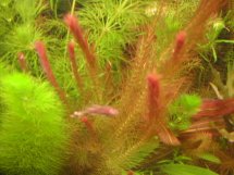 aquarium plant photo