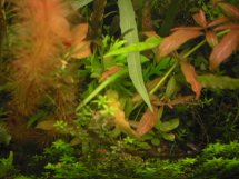 aquarium plant photo