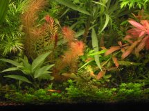 aquarium plant photo