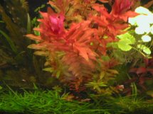 aquarium plant photo