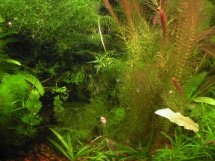 aquarium plant photo