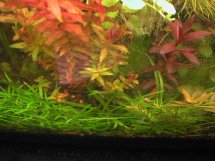 aquarium plant photo