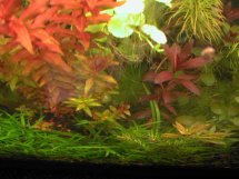 aquarium plant photo