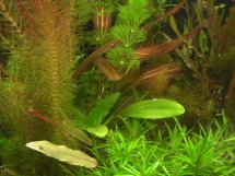 aquarium plant photo