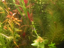 aquarium plant photo